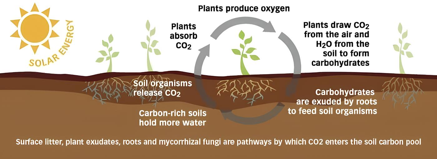 How Soil Carbon is built at Klip Op Mekaar