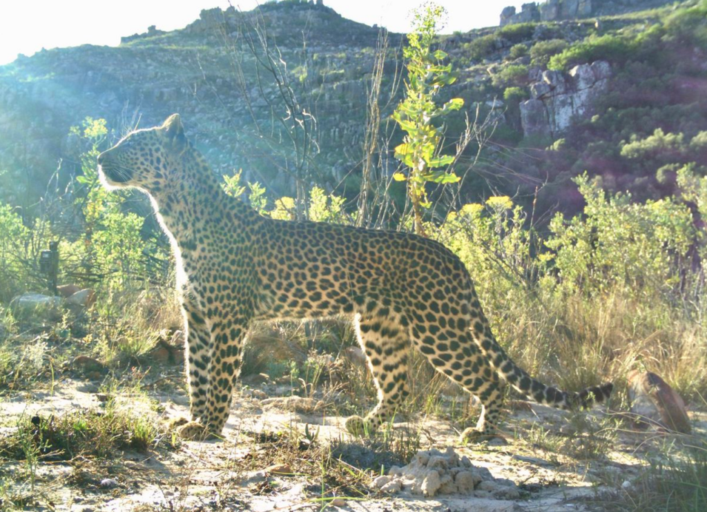 Cape Leopard in Cederberg mountains